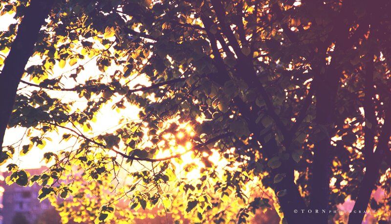Sunlight Through Tree Leaves — Yellow, Serene, Sunset