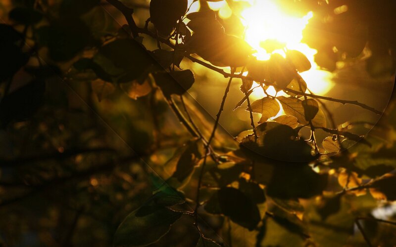 Sunlight Through Tree Leaves — Yellow