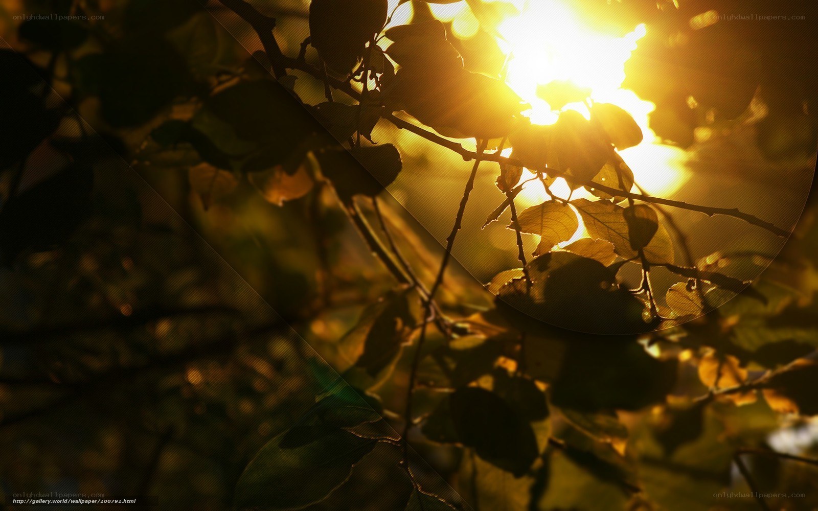 Sunlight through tree leaves