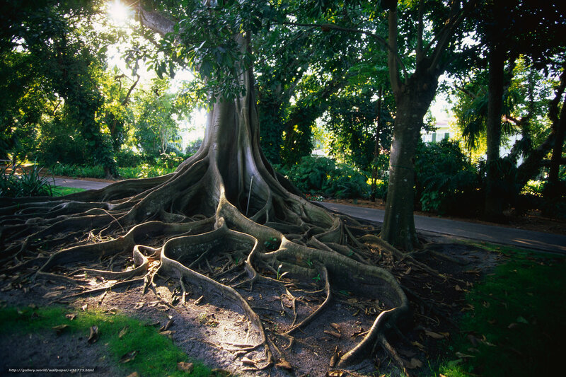 Sunlight through tree roots