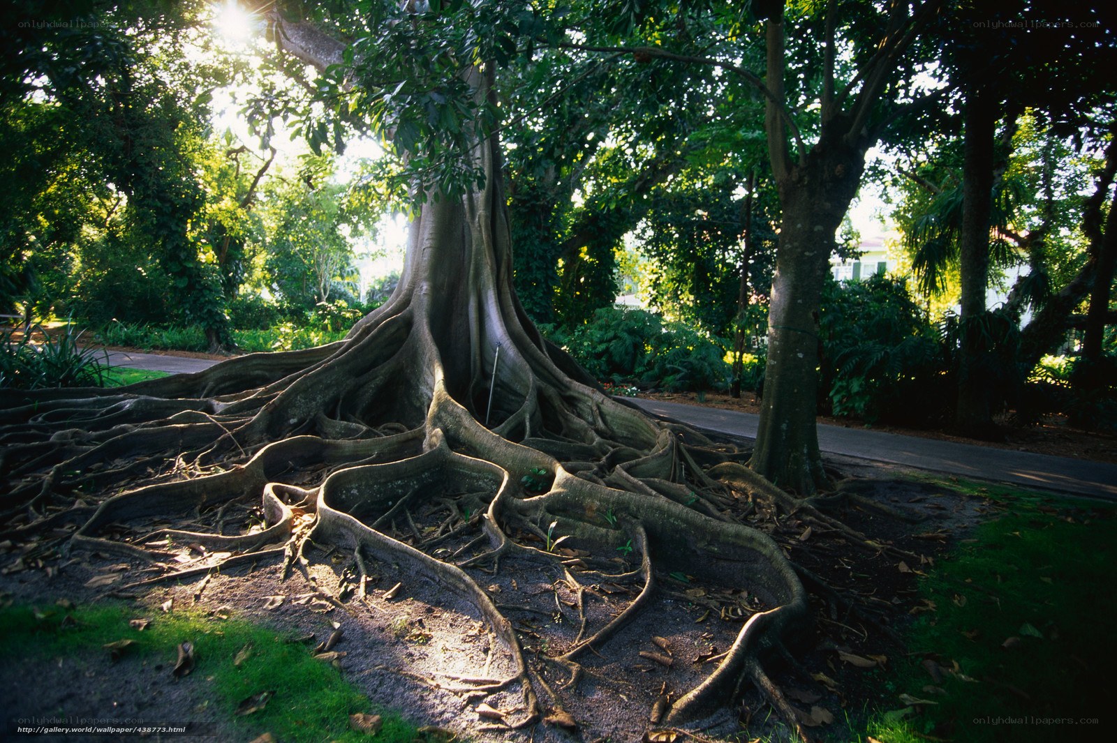Sunlight through tree roots