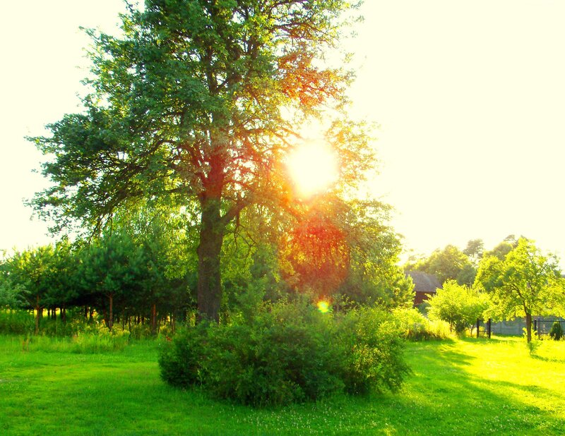 Sunlight Through Tree