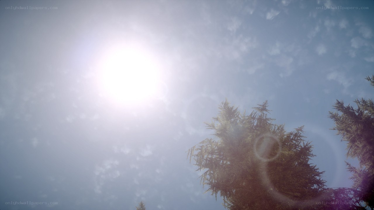 Sunlight through tree tops