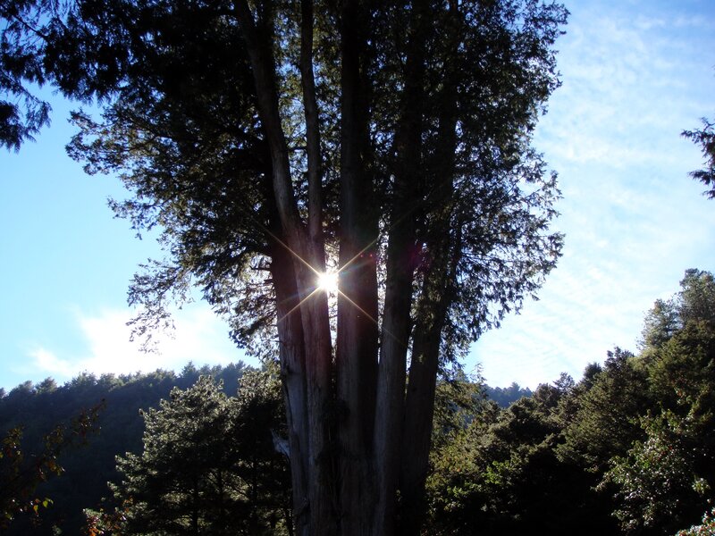 Sunlight Through Tree Trunk