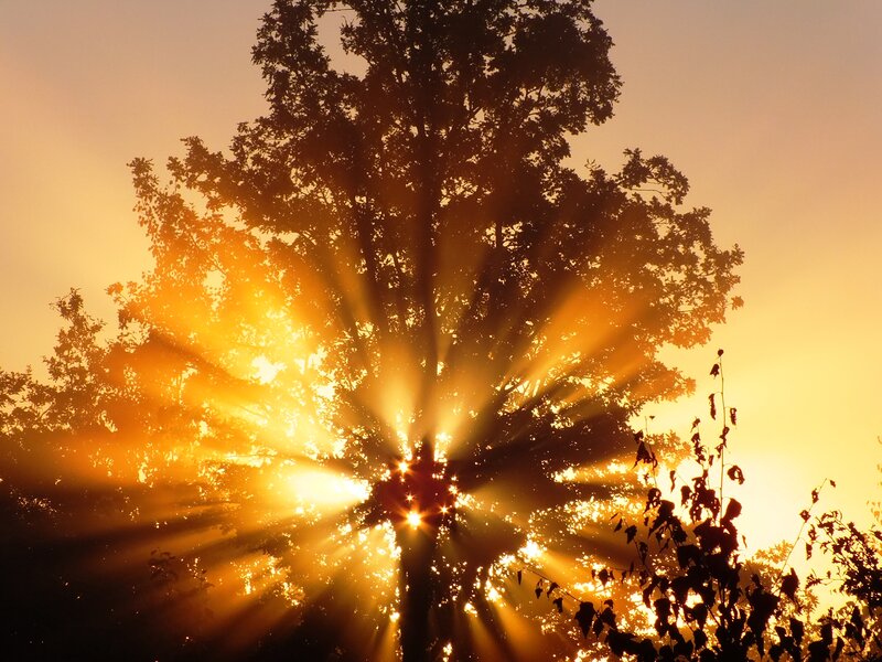 Sunlight Through Tree — Yellow