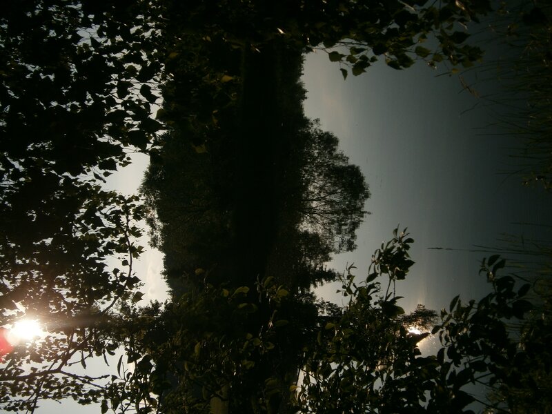 Sunlight through trees at a lake