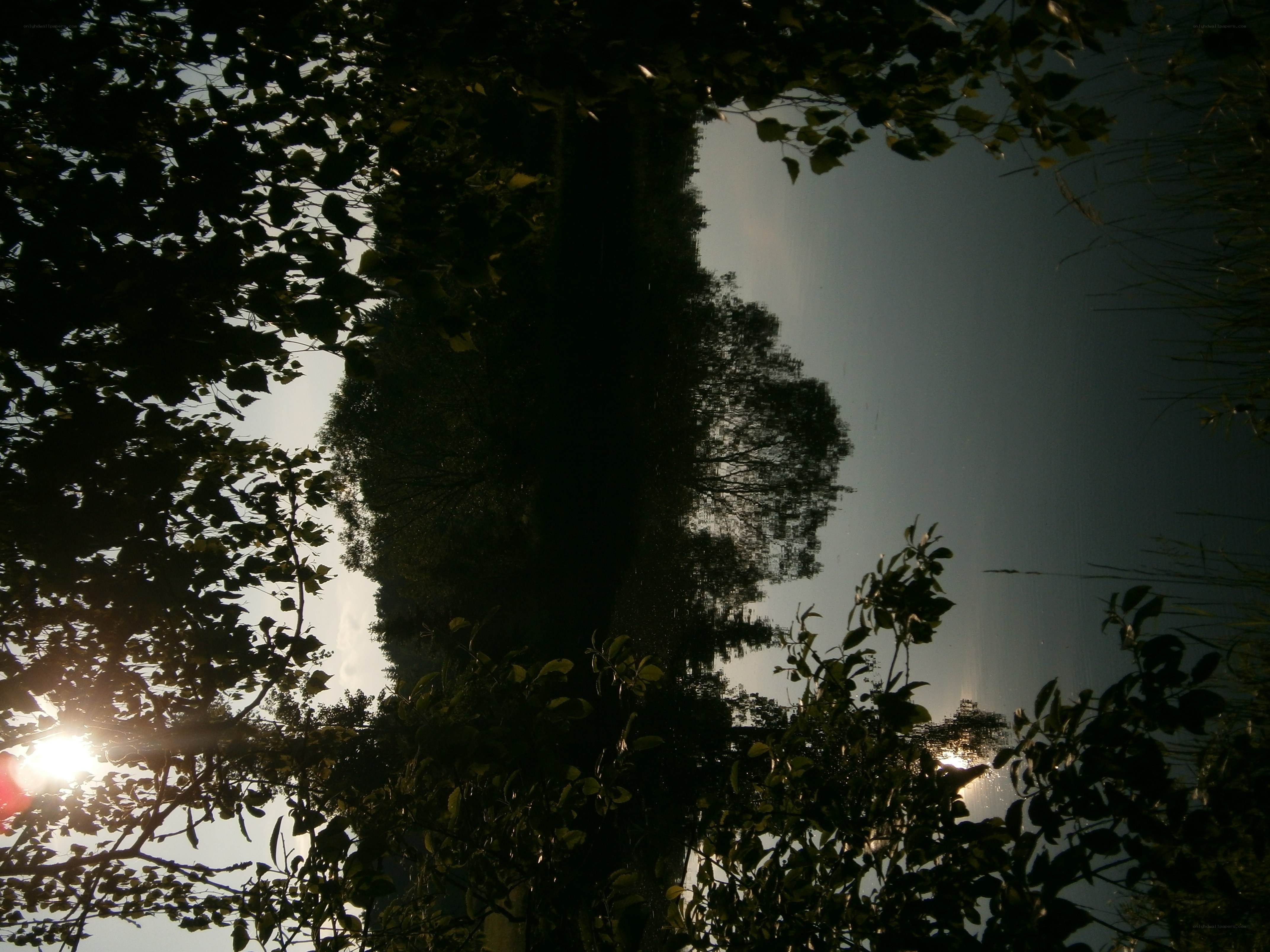Sunlight through trees at a lake