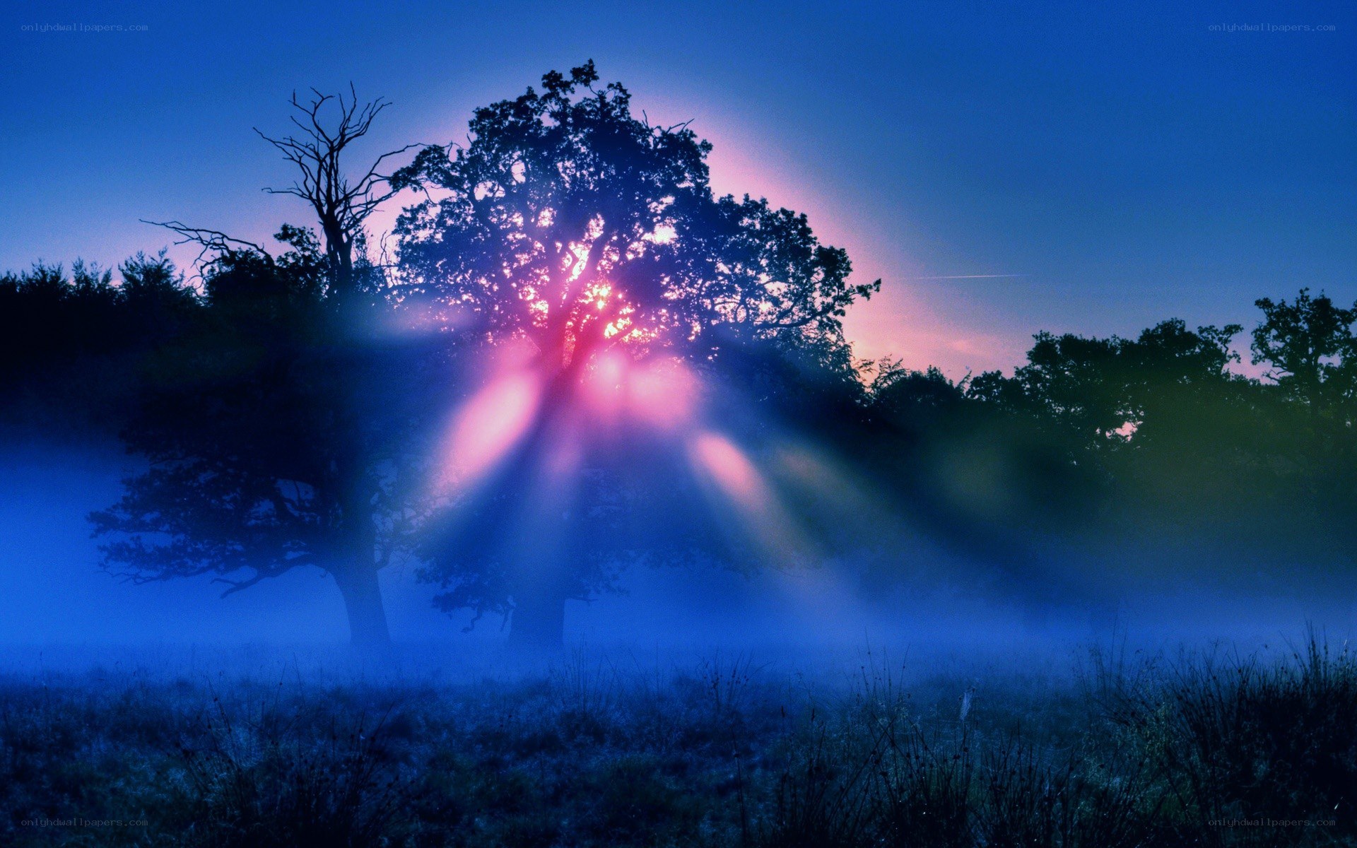 Sunlight through trees at dawn