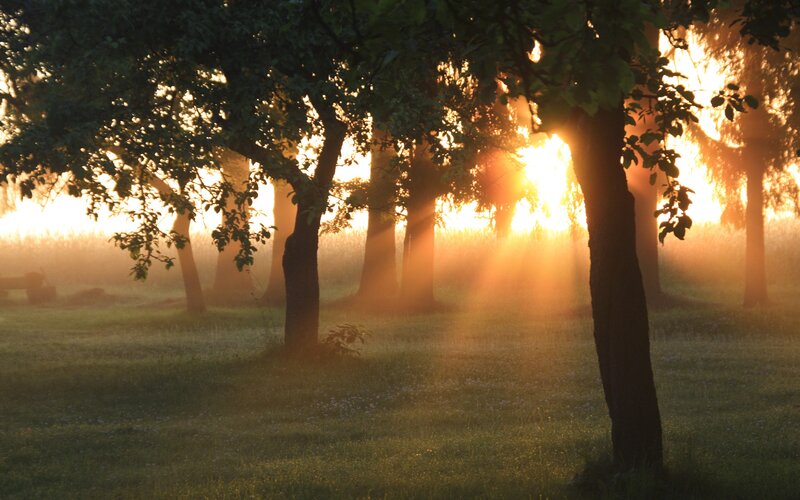 Sunlight through trees at dawn