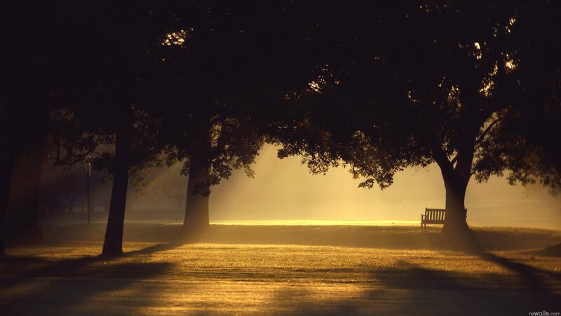 Sunlight through trees at dawn