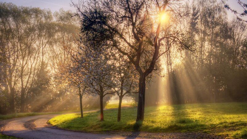 Sunlight through trees at dawn