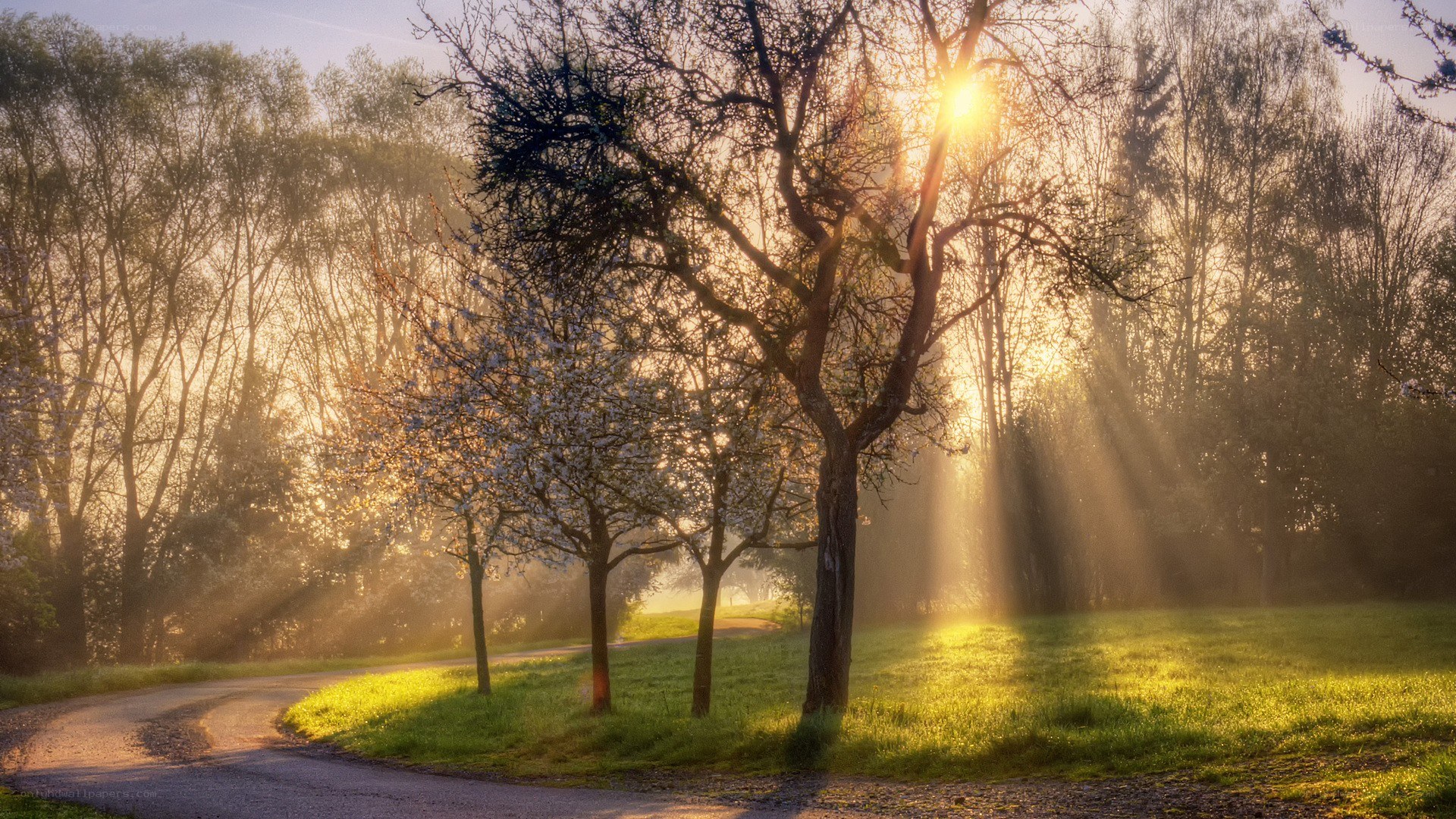 Sunlight through trees at dawn