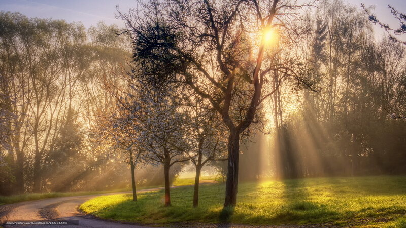 Sunlight through trees at dawn