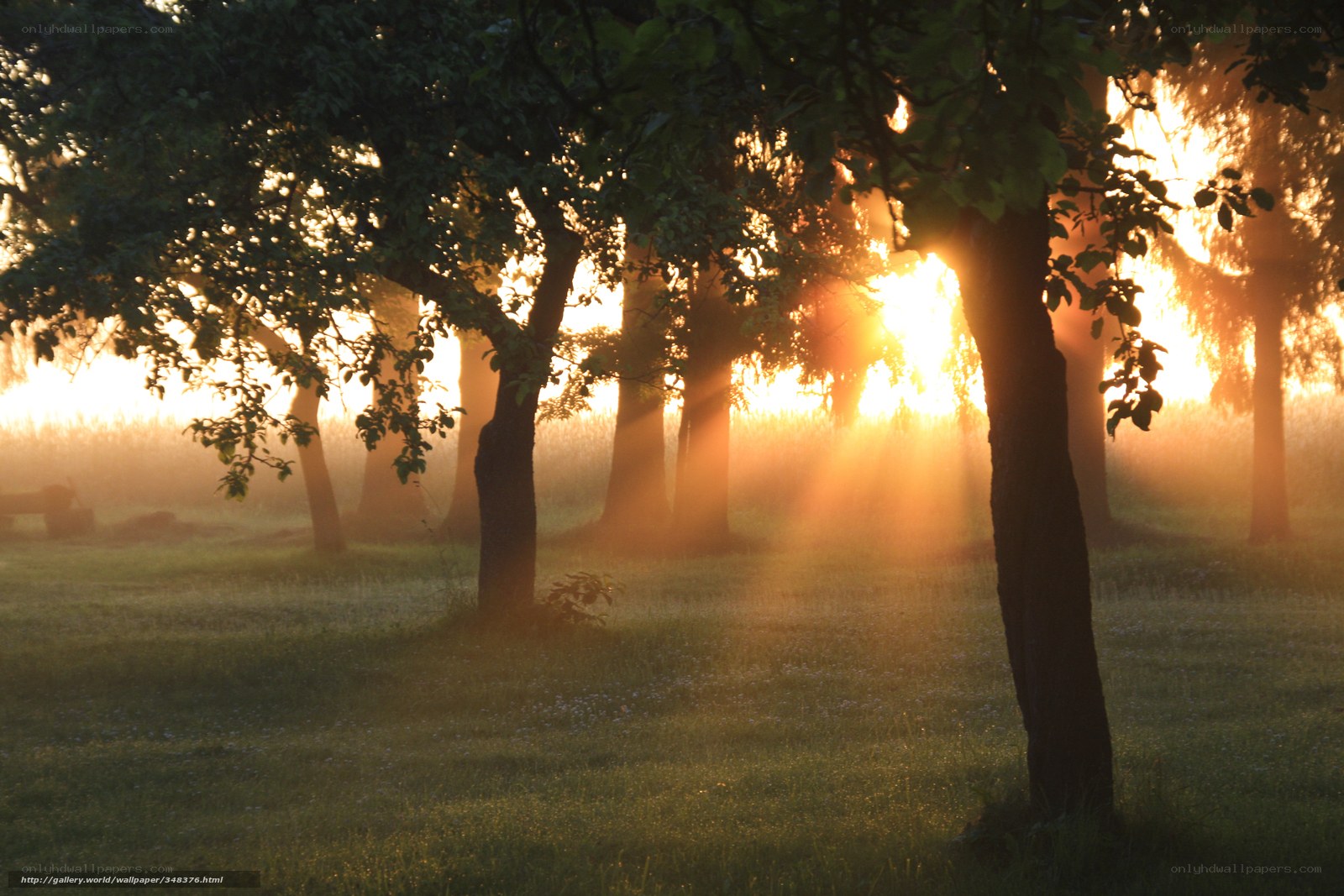 Sunlight through trees at dawn