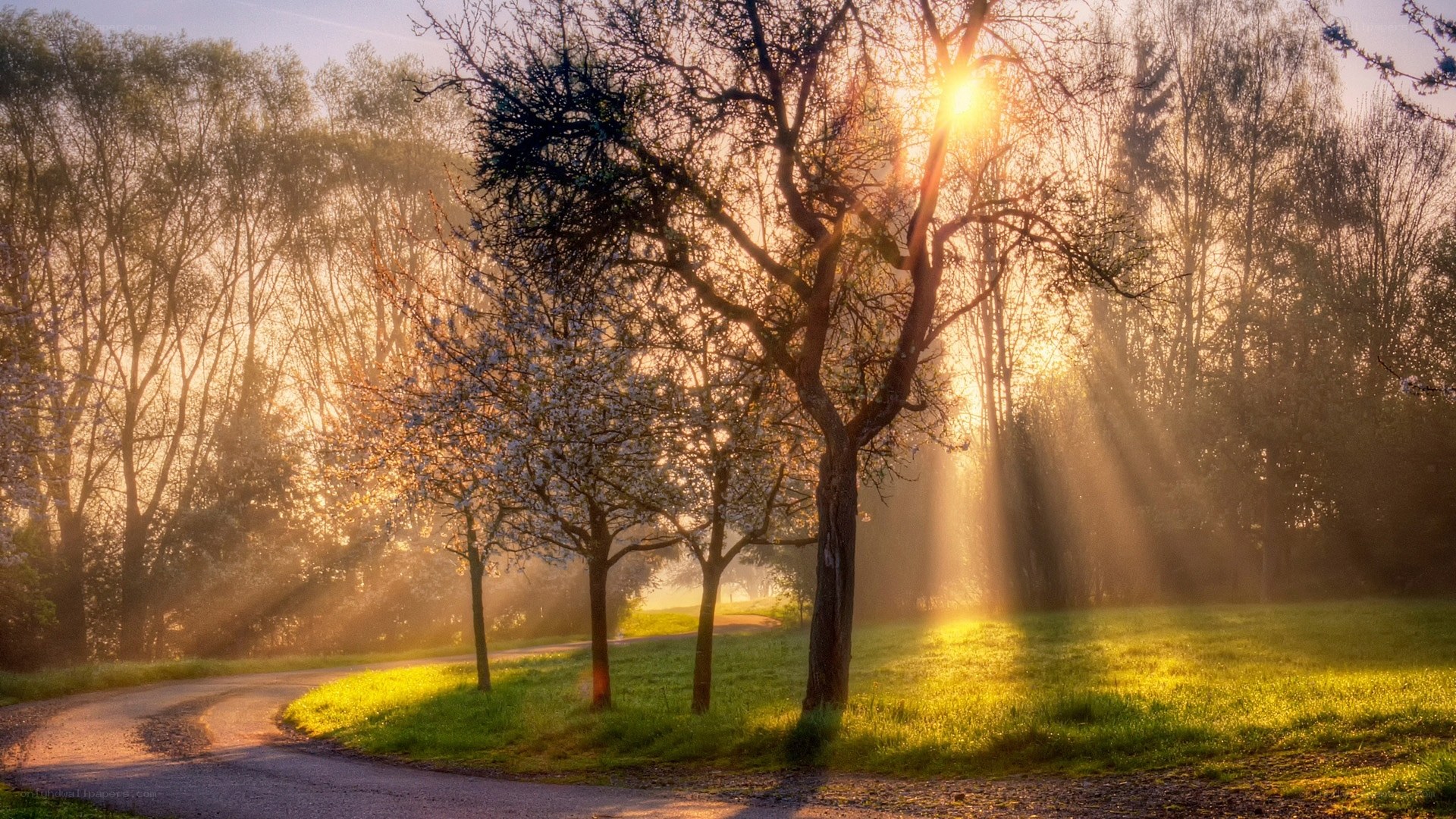 Sunlight through trees at dawn