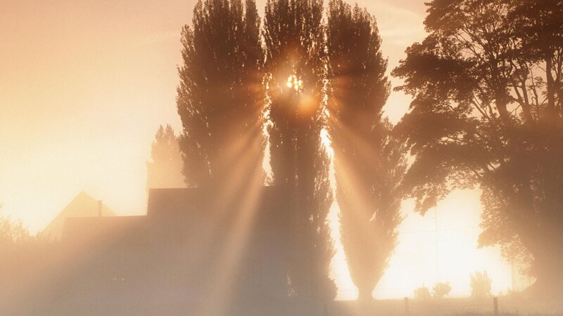 Sunlight through trees at dawn