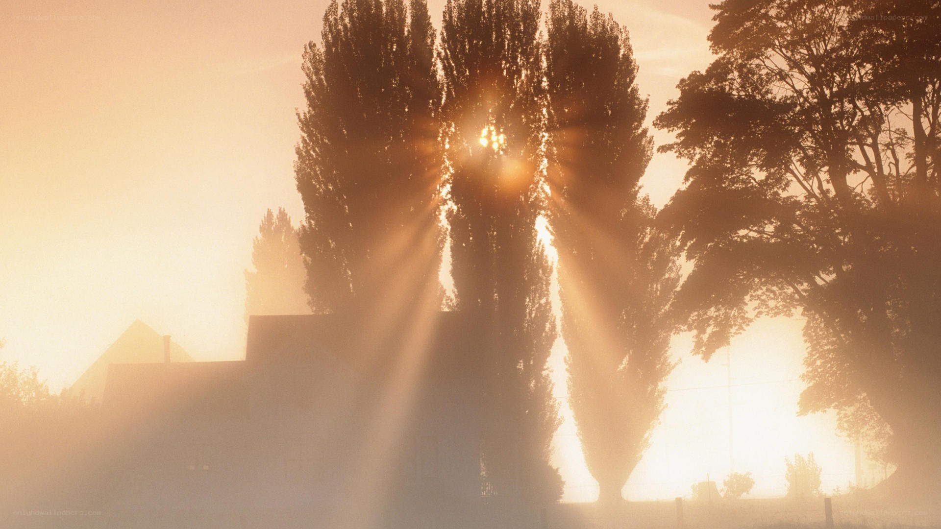 Sunlight through trees at dawn