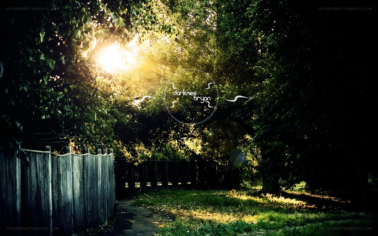 Sunlight through trees at dusk
