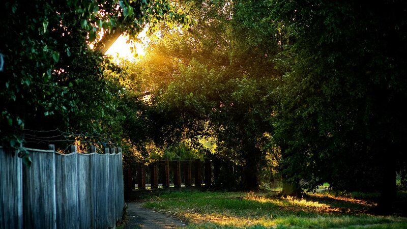 Sunlight through trees at dusk