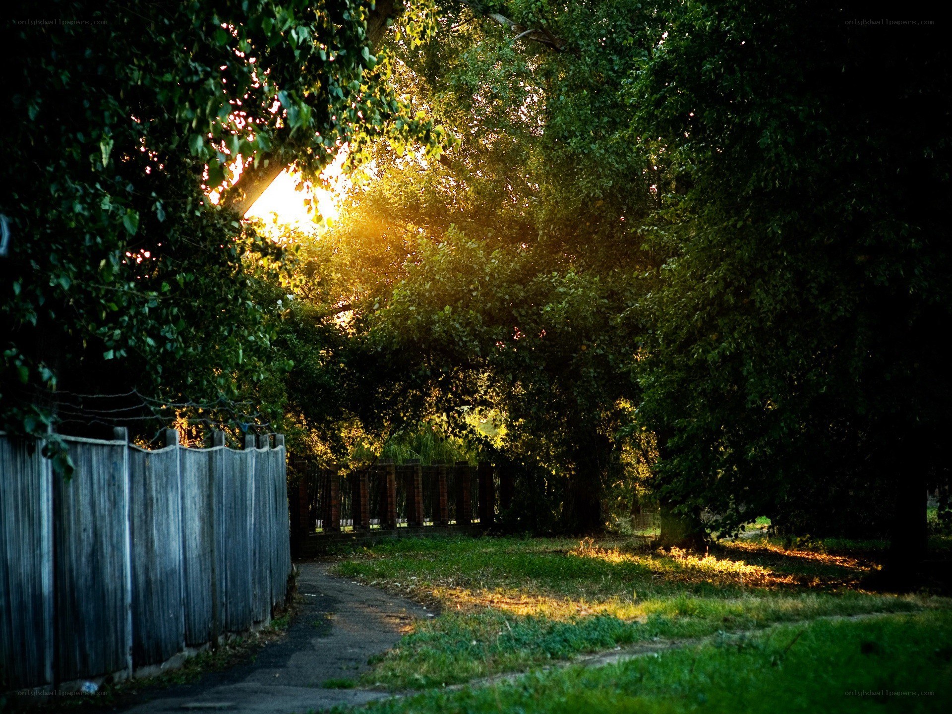 Sunlight through trees at dusk