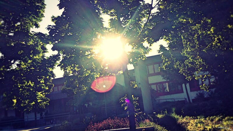 Sunlight through trees at school