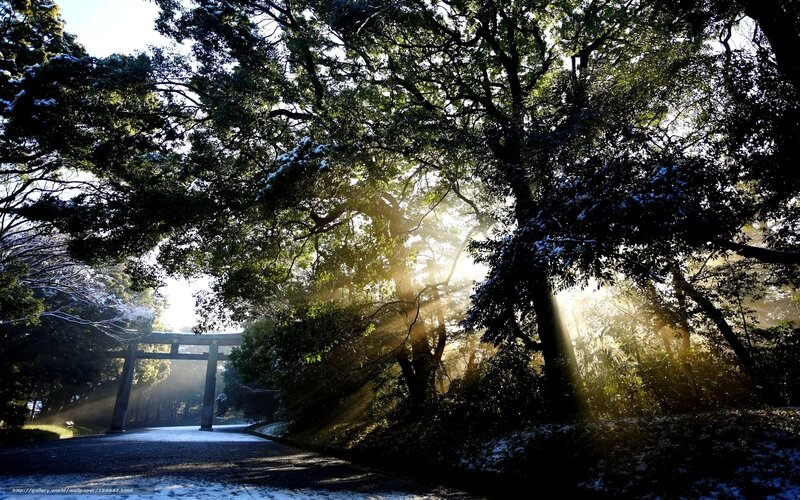 Sunlight through trees at shrine