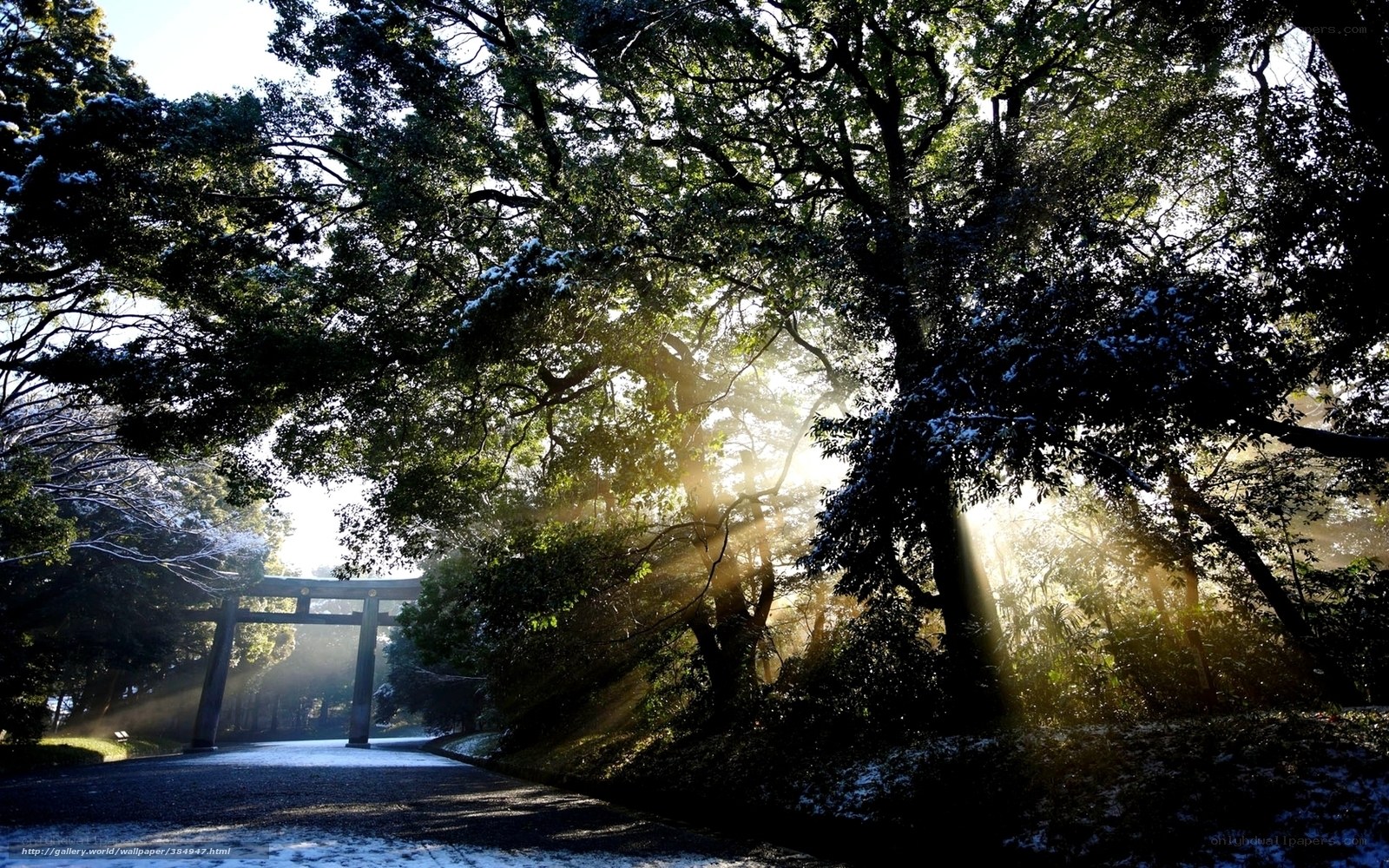Sunlight through trees at shrine