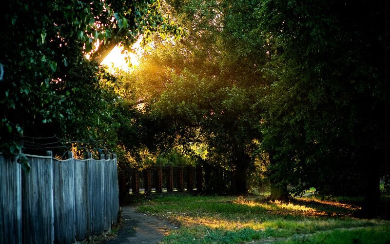 Sunlight through trees at sunset