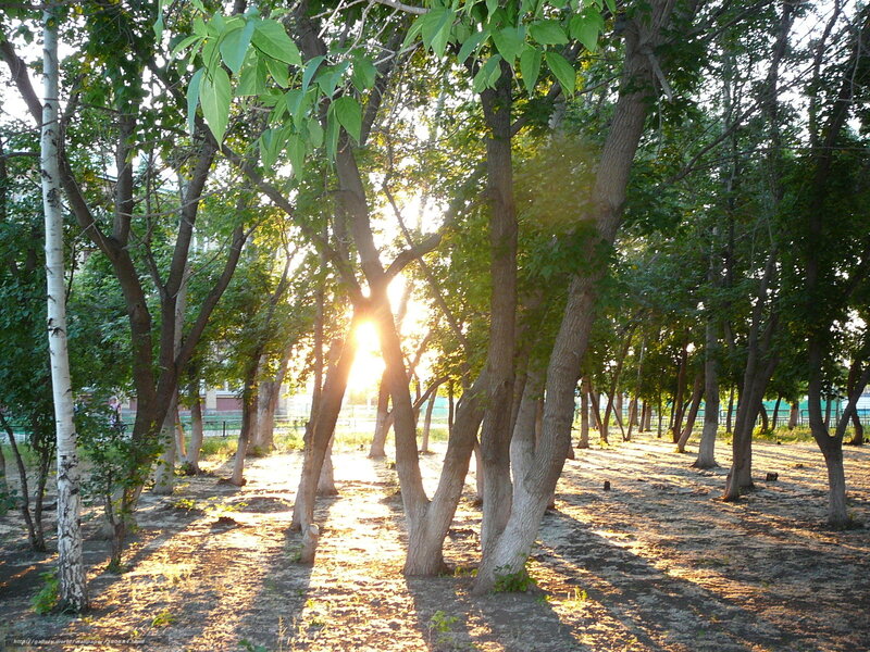 Sunlight through trees at sunset