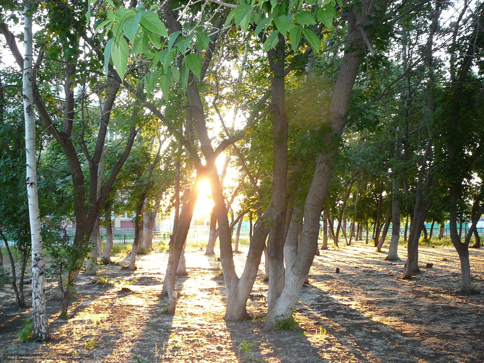 Sunlight through trees at sunset