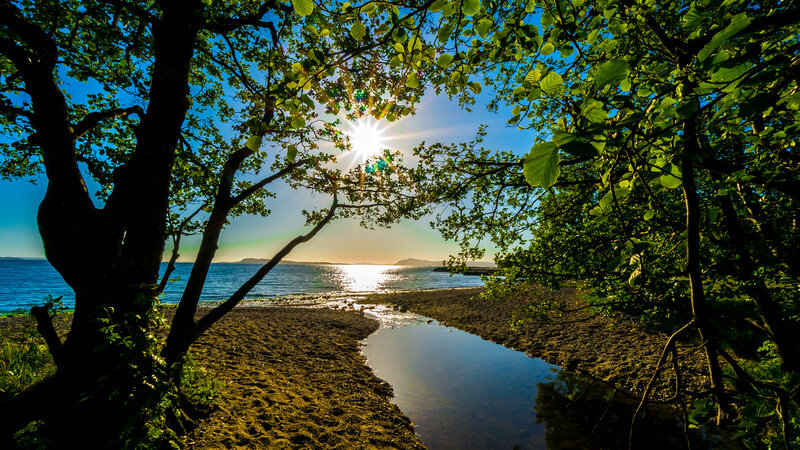 Sunlight through trees at the shore