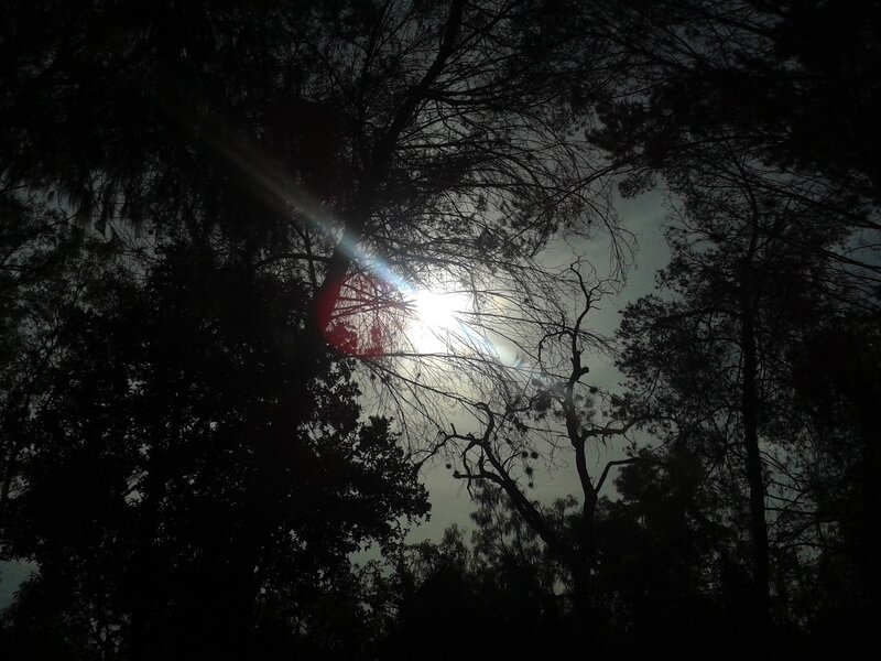 Sunlight Through Trees — Black, Dramatic, Night