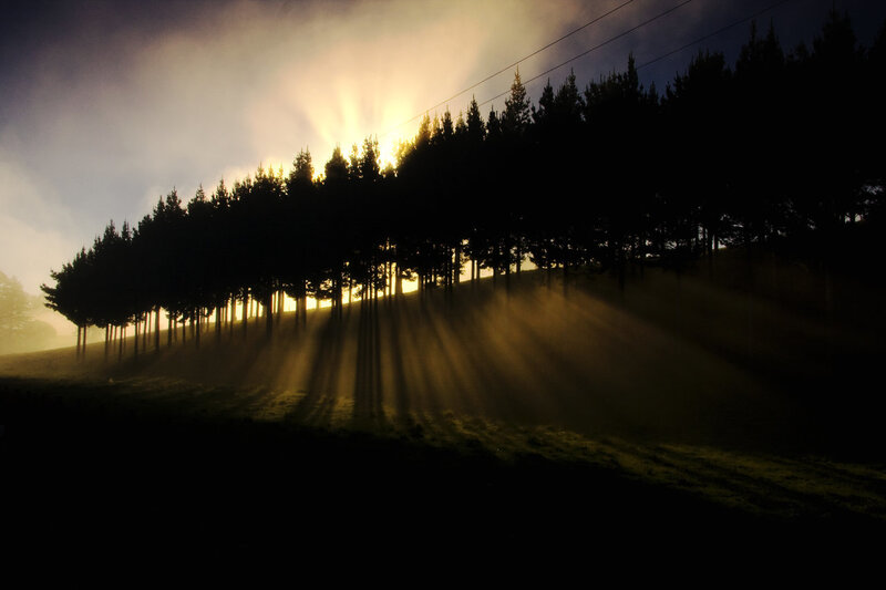Sunlight Through Trees — Black, Dramatic, Sunrise