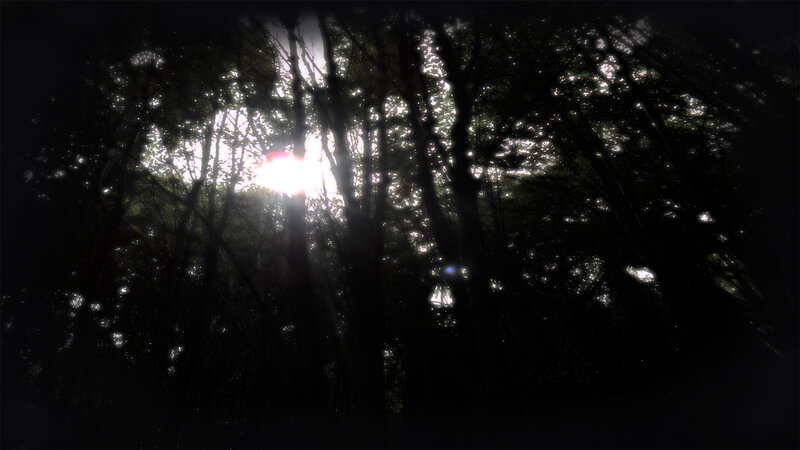 Sunlight Through Trees — Black, Dramatic