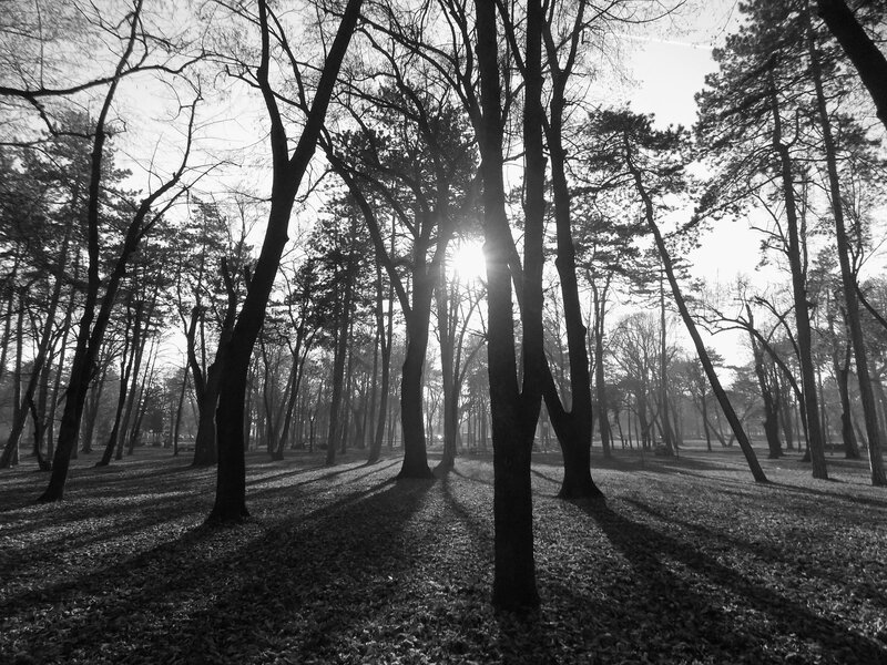 Sunlight Through Trees — Black, Serene