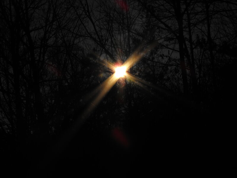Sunlight Through Trees — Black