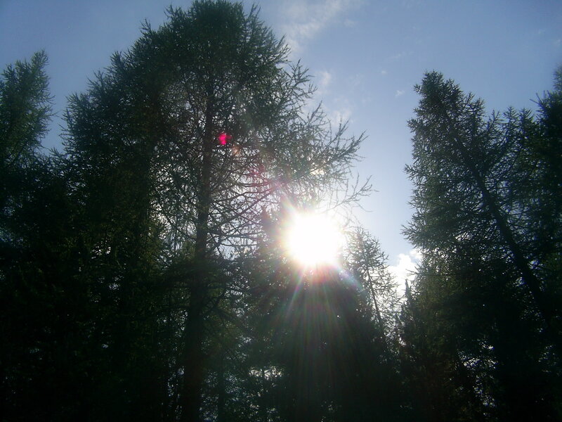 Sunlight Through Trees — Blue, Bright