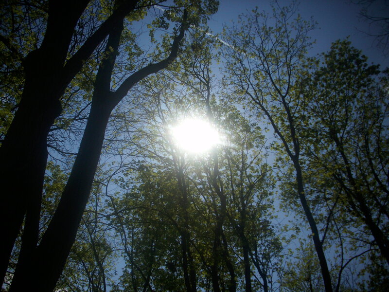 Sunlight Through Trees — Blue, Serene, Afternoon, Photograph