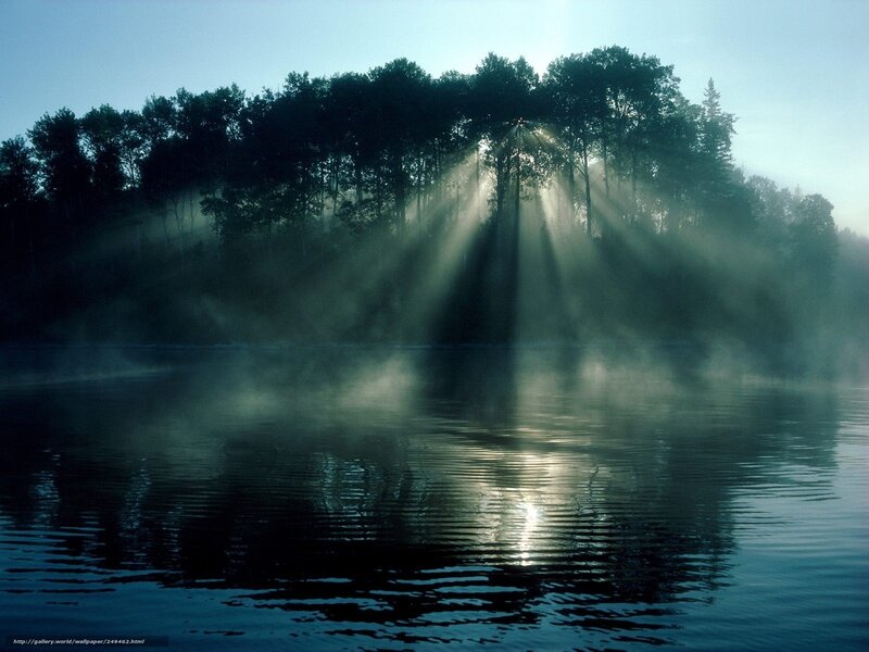 Sunlight Through Trees — Blue, Serene, Morning, Photograph, Mist