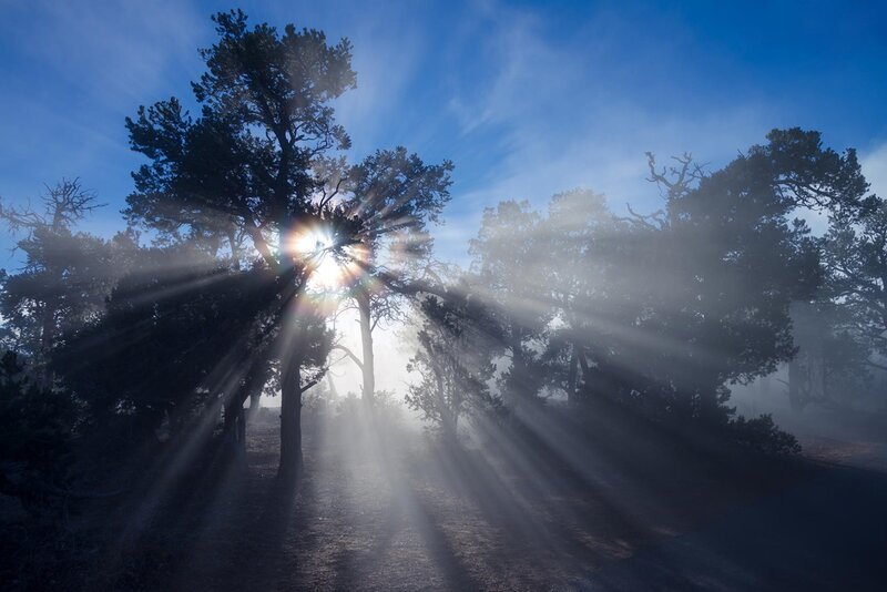 Sunlight Through Trees — Blue, Serene, Morning, Photograph