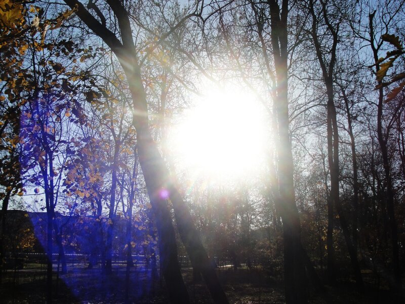 Sunlight Through Trees — Blue