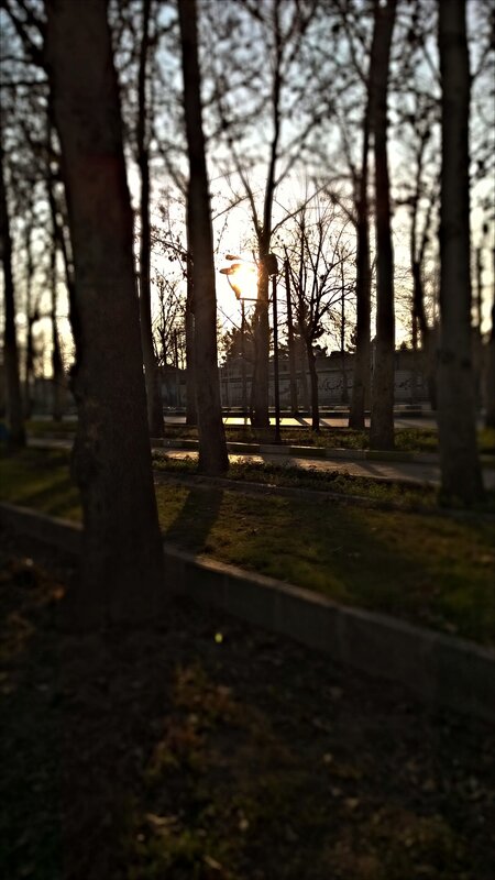Sunlight Through Trees — Brown, Serene