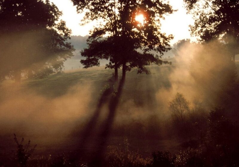 Sunlight Through Trees — Brown