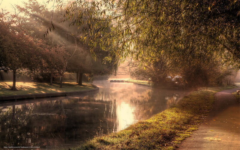 Sunlight through trees by canal