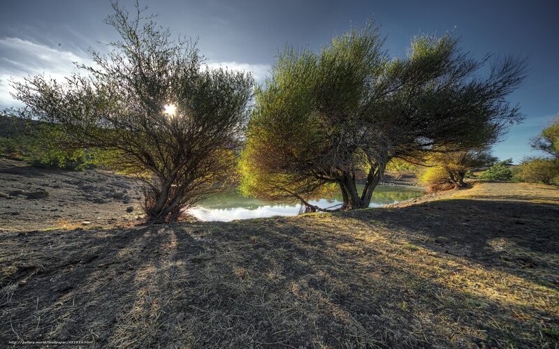 Sunlight through trees by lake