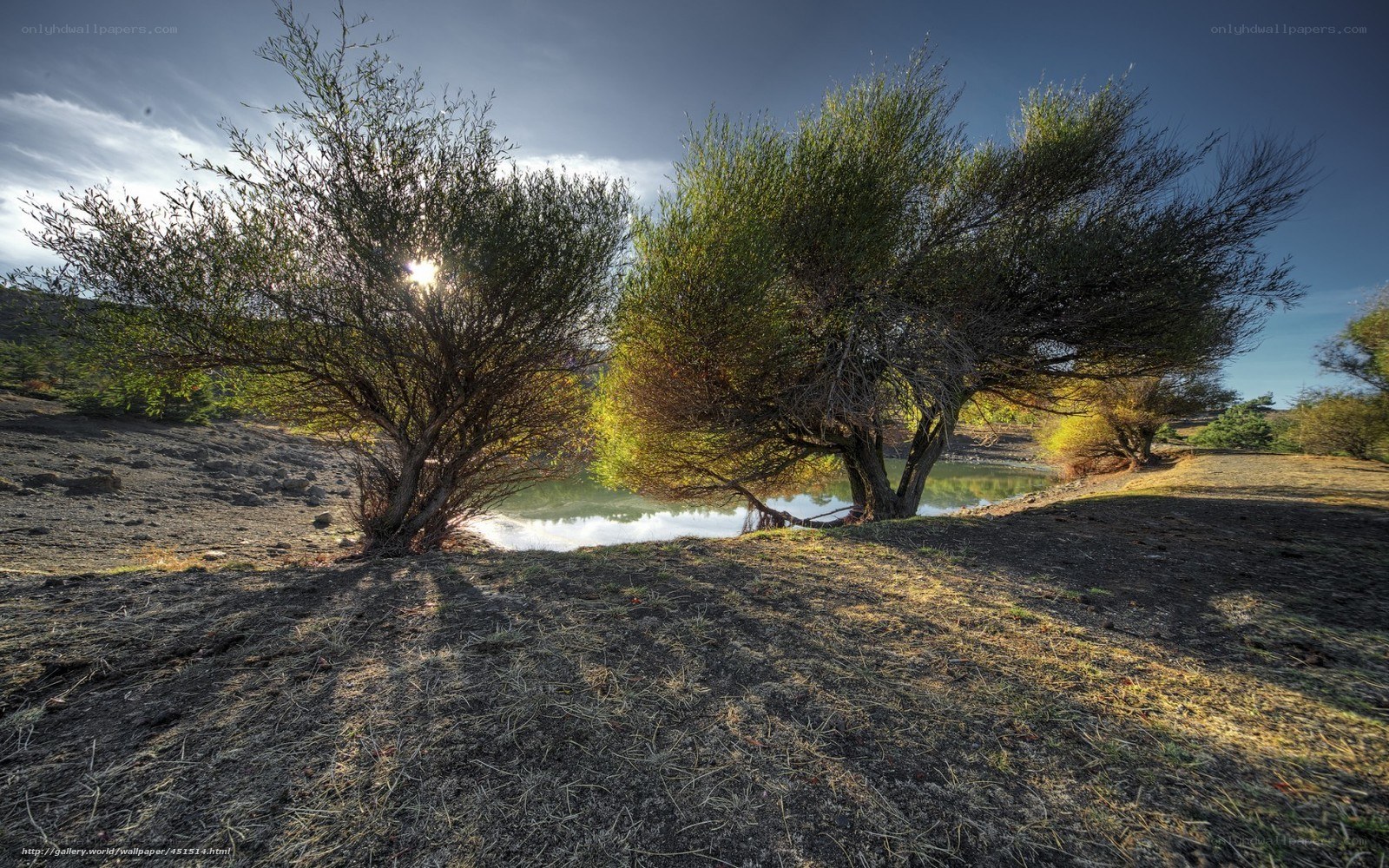 Sunlight through trees by lake