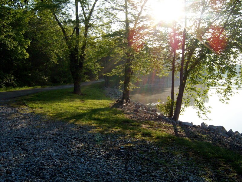Sunlight through trees by the lake