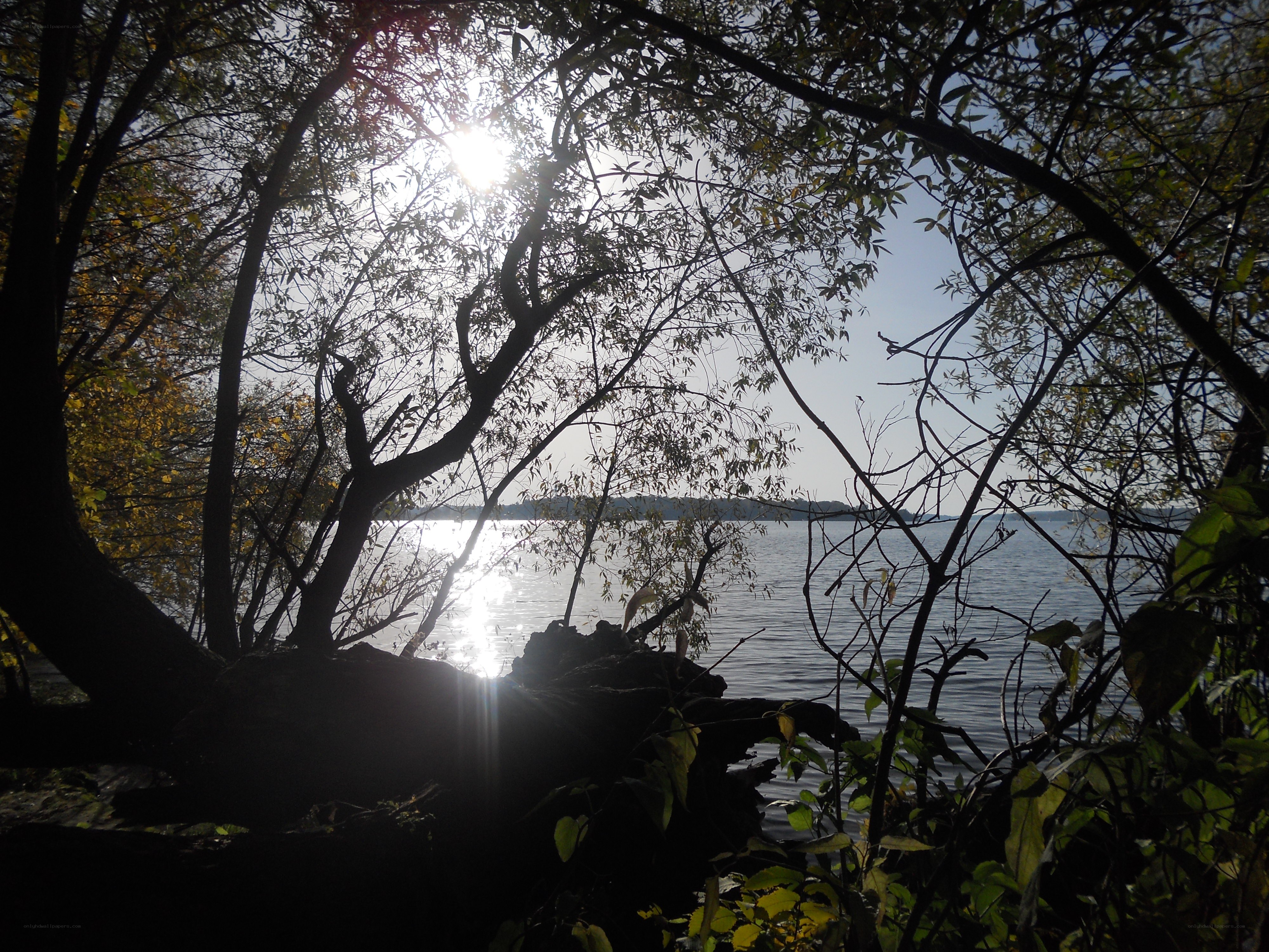 Sunlight through trees by the lake