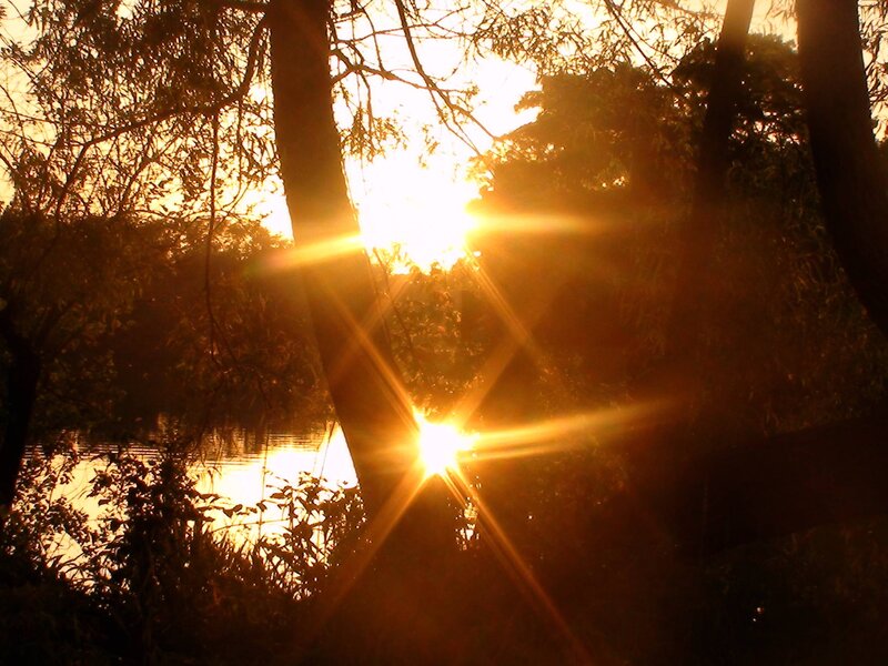 Sunlight Through Trees — Gold, Dramatic