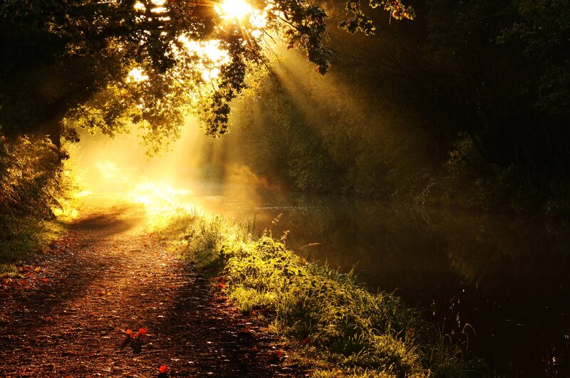 Sunlight Through Trees — Gold, Serene, Morning, Photograph, Path